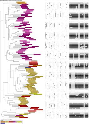 A first insight into tuberculosis transmission at the border of Ecuador and Colombia: a retrospective study of the population structure of Mycobacterium tuberculosis in Esmeraldas province